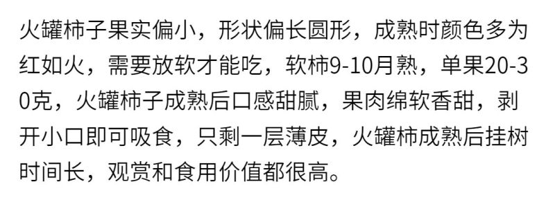 【小火罐柿苗】软柿吊红柿饼火葫芦灯笼涩柿挂树期长火晶柿子