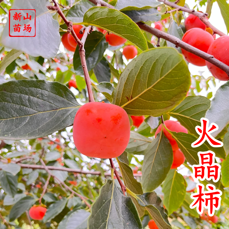 【火晶柿苗】软柿吊红柿饼火葫芦灯笼涩柿挂树期长火晶柿子树