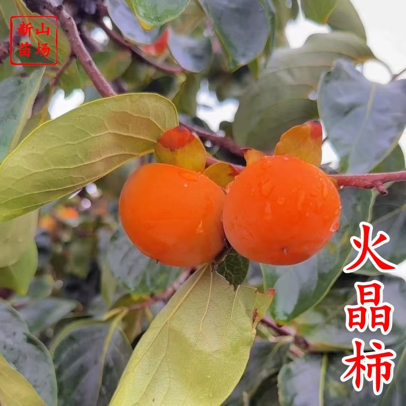 【火晶柿苗】软柿吊红柿饼火葫芦灯笼涩柿挂树期长火晶柿子树