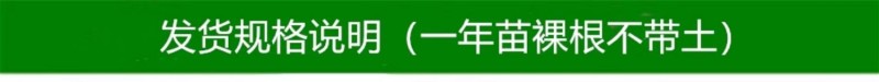 【火晶柿苗】软柿吊红柿饼火葫芦灯笼涩柿挂树期长火晶柿子树