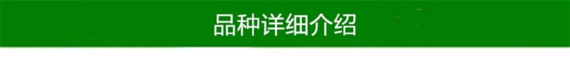 【火晶柿苗】软柿吊红柿饼火葫芦灯笼涩柿挂树期长火晶柿子树