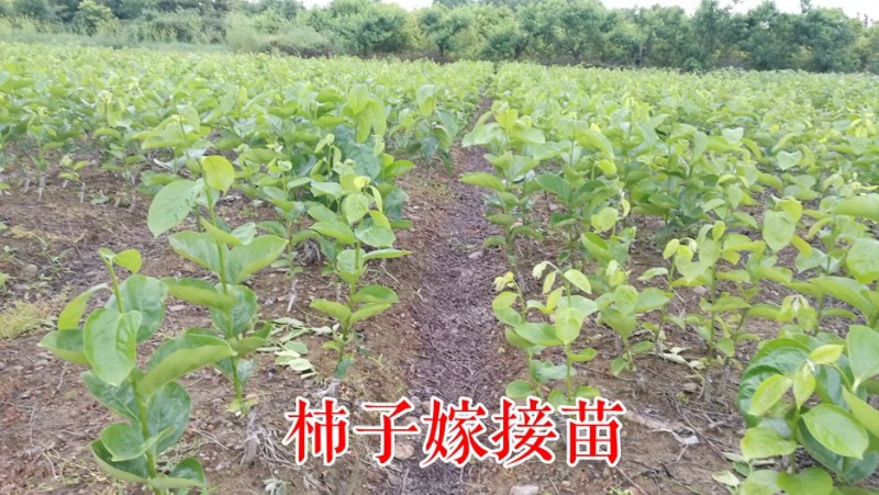 【火晶柿苗】软柿吊红柿饼火葫芦灯笼涩柿挂树期长火晶柿子树