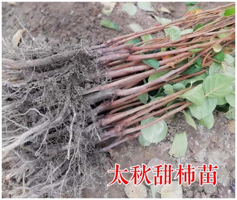【火晶柿苗】软柿吊红柿饼火葫芦灯笼涩柿挂树期长火晶柿子树