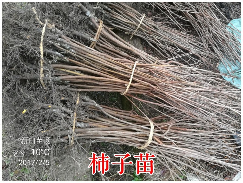 【火晶柿苗】软柿吊红柿饼火葫芦灯笼涩柿挂树期长火晶柿子树