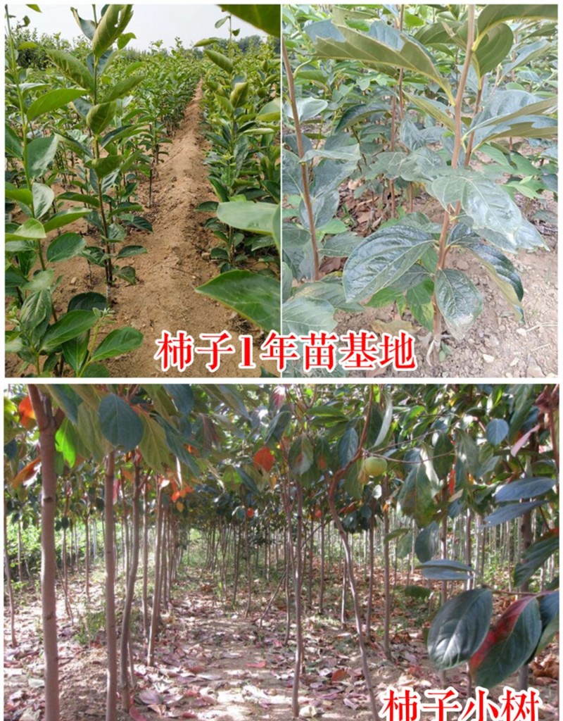 【火晶柿苗】软柿吊红柿饼火葫芦灯笼涩柿挂树期长火晶柿子树