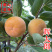 辉太郎新品种辉太郎早熟脆柿日本脆甜柿子树苗