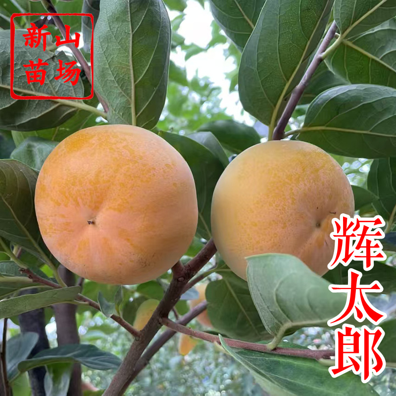 辉太郎新品种辉太郎早熟脆柿日本脆甜柿子树苗