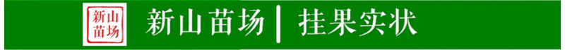 辉太郎新品种辉太郎早熟脆柿日本脆甜柿子树苗