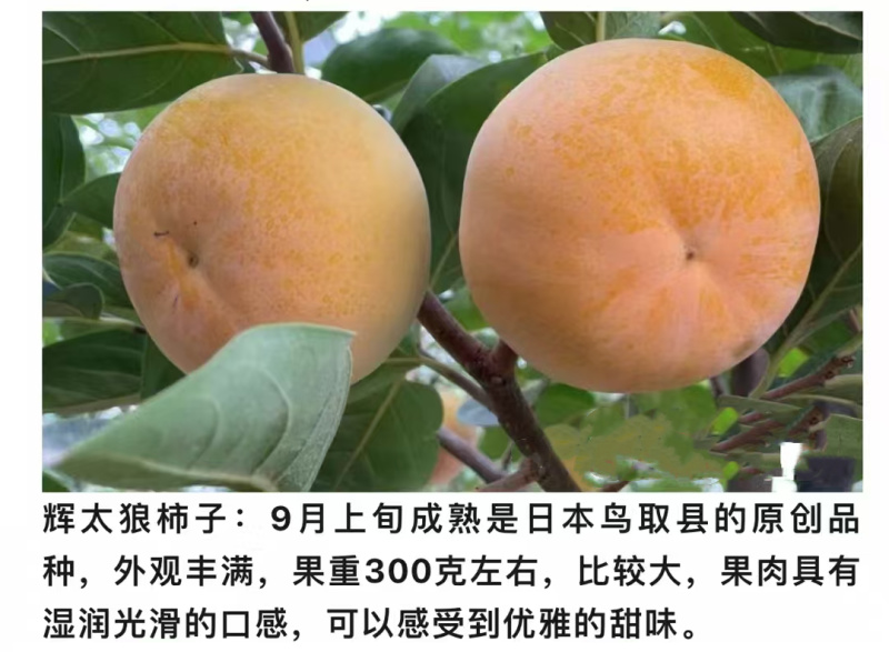辉太郎新品种辉太郎早熟脆柿日本脆甜柿子树苗