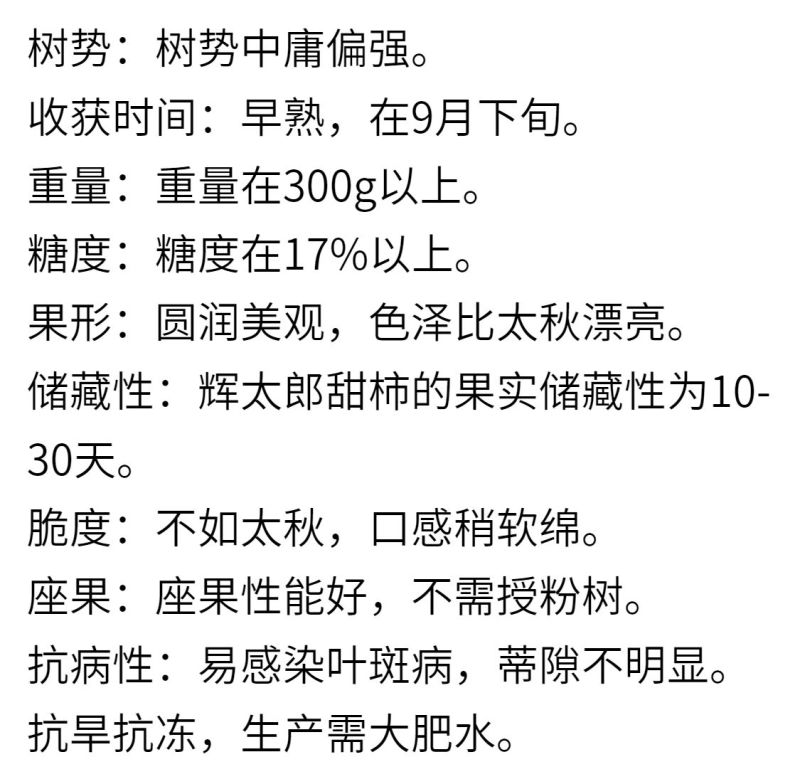 辉太郎新品种辉太郎早熟脆柿日本脆甜柿子树苗