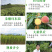 辉太郎新品种辉太郎早熟脆柿日本脆甜柿子树苗