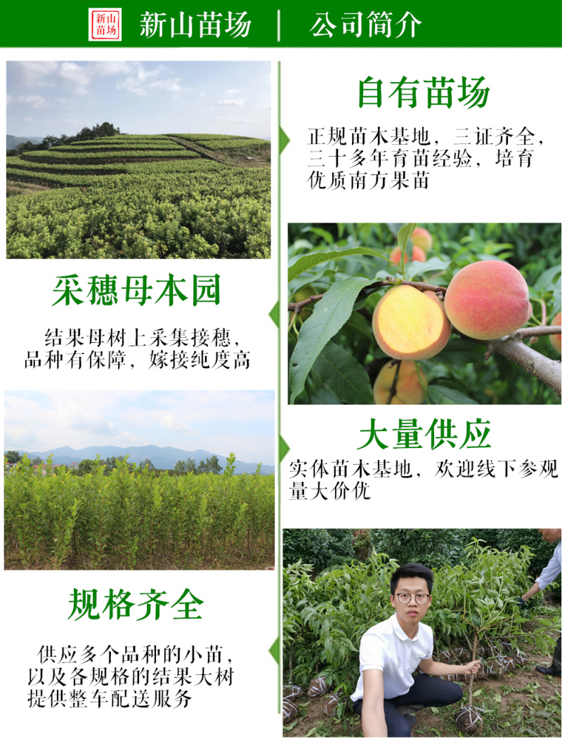 辉太郎新品种辉太郎早熟脆柿日本脆甜柿子树苗