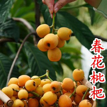 春花枇杷树苗抗寒嫁接春花一号新品种晚熟抗冻常绿枇杷北方
