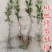 春花枇杷树苗抗寒嫁接春花一号新品种晚熟抗冻常绿枇杷北方