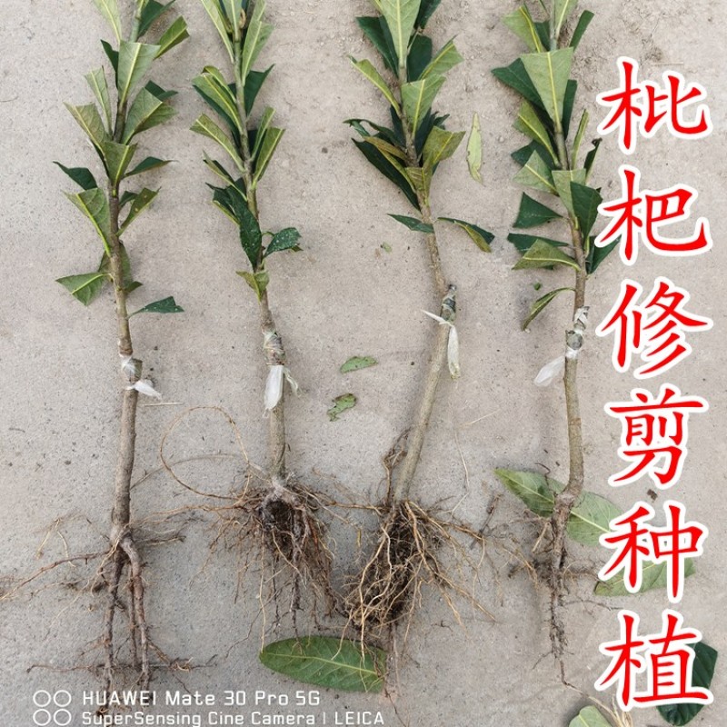 春花枇杷树苗抗寒嫁接春花一号新品种晚熟抗冻常绿枇杷北方