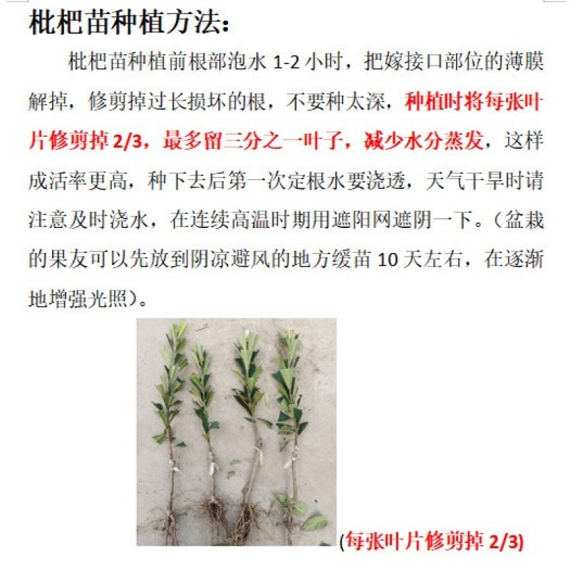 春花枇杷树苗抗寒嫁接春花一号新品种晚熟抗冻常绿枇杷北方