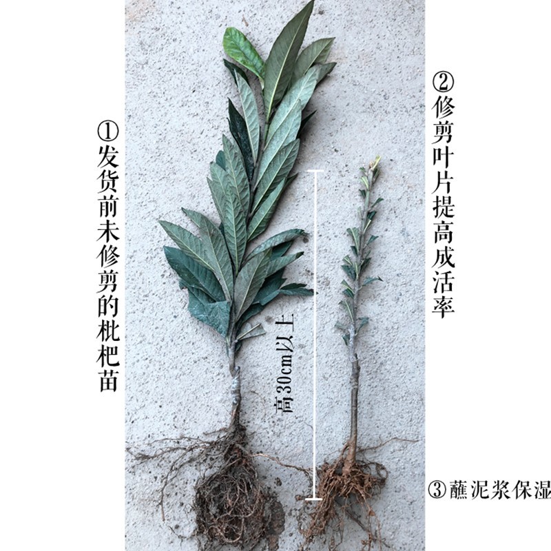春花枇杷树苗抗寒嫁接春花一号新品种晚熟抗冻常绿枇杷北方
