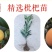 春花枇杷树苗抗寒嫁接春花一号新品种晚熟抗冻常绿枇杷北方