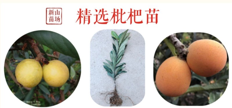 春花枇杷树苗抗寒嫁接春花一号新品种晚熟抗冻常绿枇杷北方