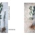 春花枇杷树苗抗寒嫁接春花一号新品种晚熟抗冻常绿枇杷北方