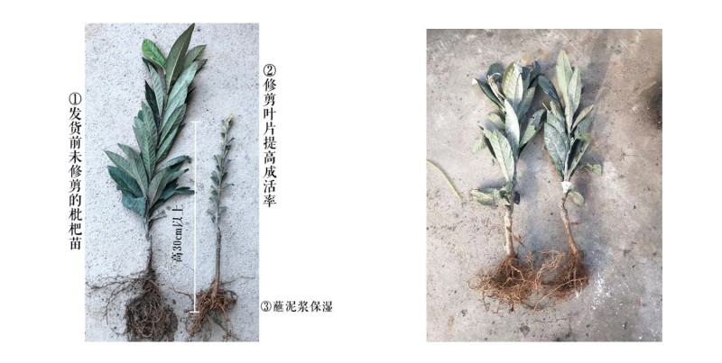 春花枇杷树苗抗寒嫁接春花一号新品种晚熟抗冻常绿枇杷北方