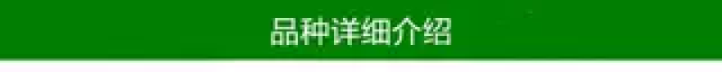 春花枇杷树苗抗寒嫁接春花一号新品种晚熟抗冻常绿枇杷北方