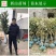 春花枇杷树苗抗寒嫁接春花一号新品种晚熟抗冻常绿枇杷北方