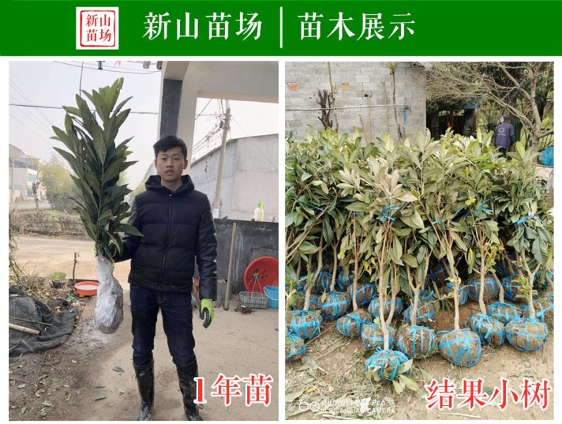 春花枇杷树苗抗寒嫁接春花一号新品种晚熟抗冻常绿枇杷北方
