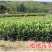 春花枇杷树苗抗寒嫁接春花一号新品种晚熟抗冻常绿枇杷北方