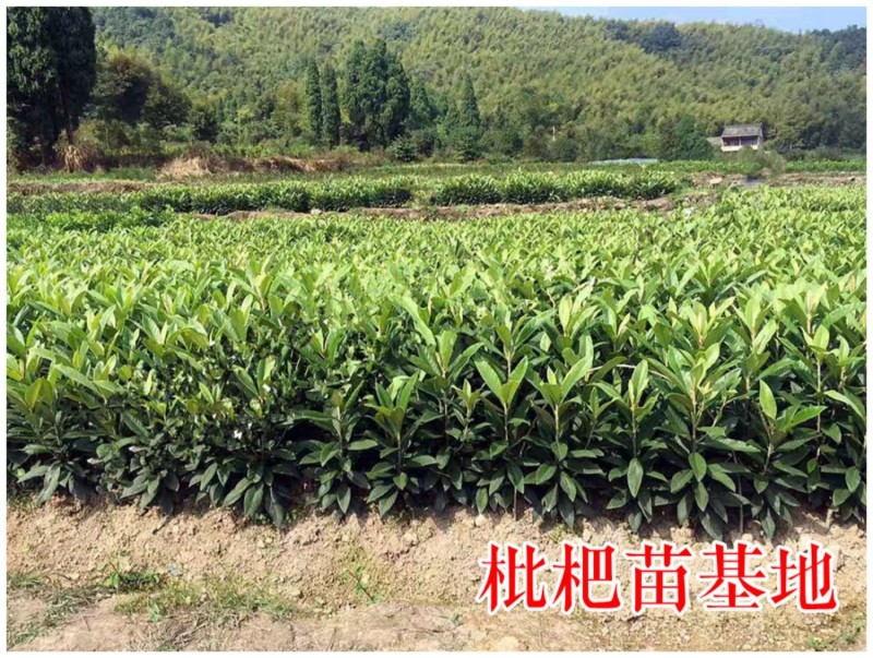 春花枇杷树苗抗寒嫁接春花一号新品种晚熟抗冻常绿枇杷北方