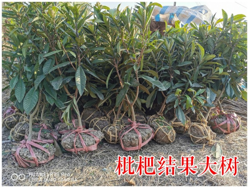 春花枇杷树苗抗寒嫁接春花一号新品种晚熟抗冻常绿枇杷北方