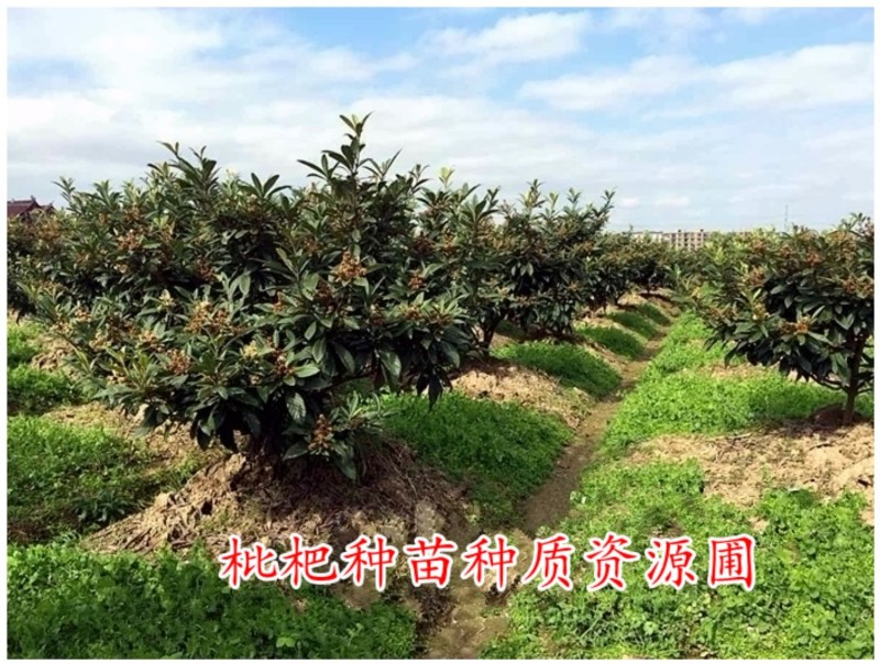 春花枇杷树苗抗寒嫁接春花一号新品种晚熟抗冻常绿枇杷北方