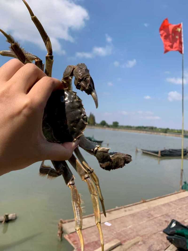 江苏固城湖大闸蟹公蟹每只带防伪码三码合一只只饱满