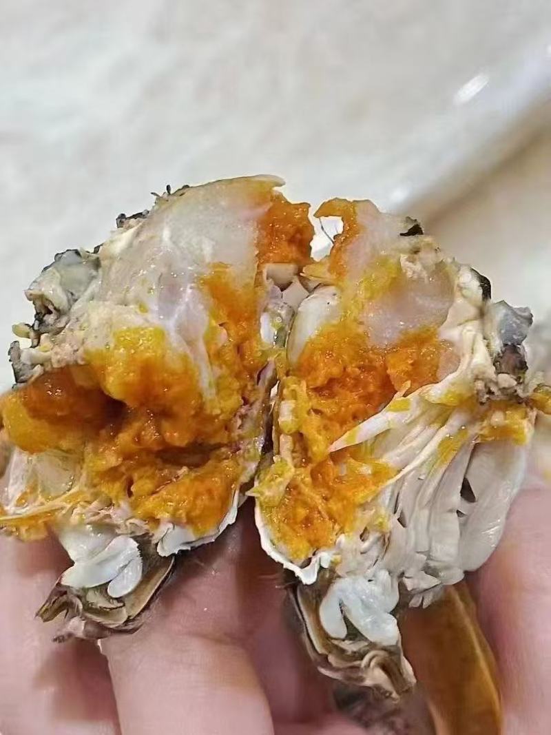 江苏固城湖大闸蟹母蟹每只带防伪码三码合一只只饱满