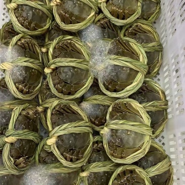 江苏固城湖大闸蟹公蟹每只带防伪码三码合一只只饱满