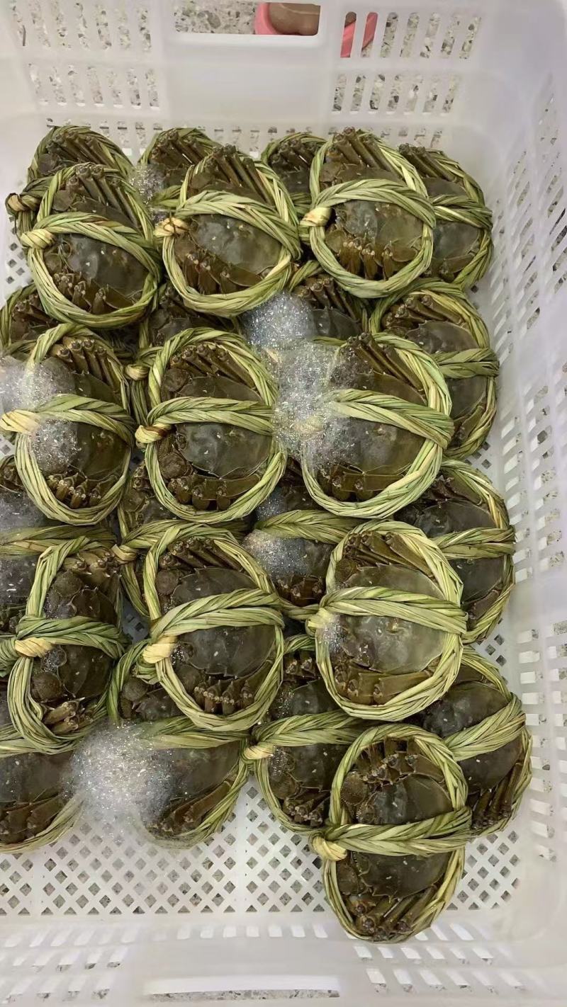 江苏固城湖大闸蟹公蟹每只带防伪码三码合一只只饱满