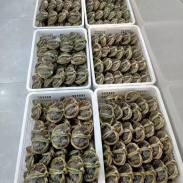 好货推荐江苏大闸蟹，大量出售中，肉质鲜美，可视频看货