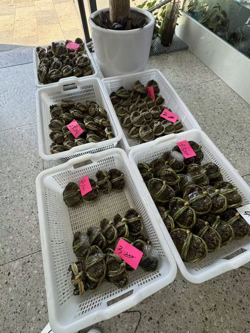 好货推荐江苏大闸蟹，大量出售中，肉质鲜美，可视频看货