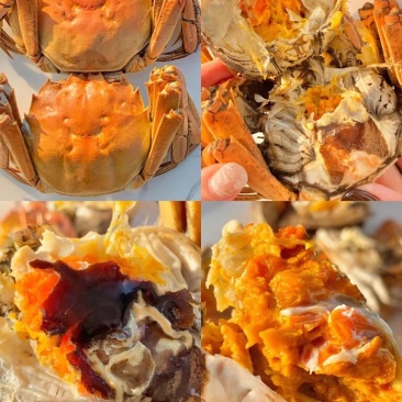 江苏固城湖大闸蟹母蟹肉质鲜美，规格齐全，欢迎选购