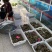 江苏固城湖大闸蟹母蟹肉质鲜美，规格齐全，欢迎选购