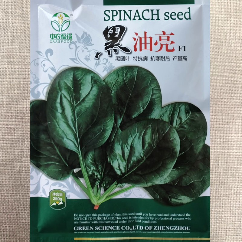 黑油亮菠菜种子黑圆叶菠菜种籽抗寒耐热杂交一代高产墨绿肥厚
