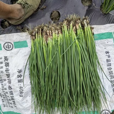 四川大量小葱供应品质上乘欢迎来电洽谈诚信经营来电优惠