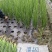 四川大量小葱供应品质上乘欢迎来电洽谈诚信经营来电优惠
