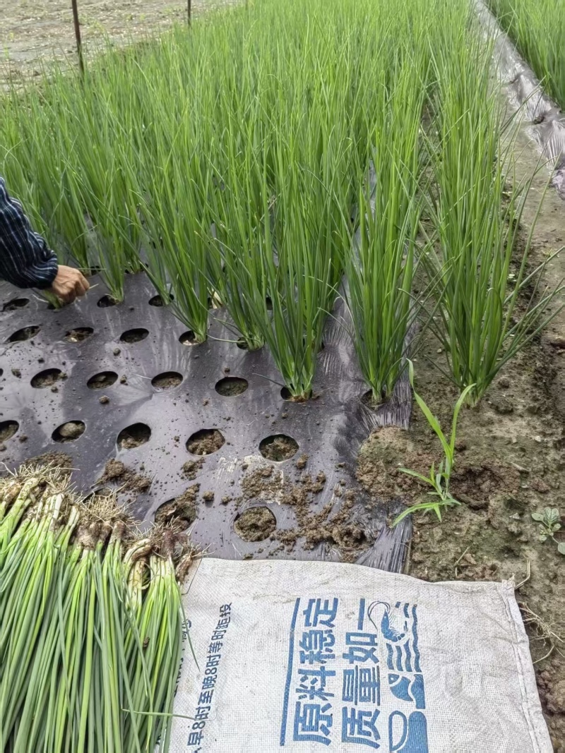 四川大量小葱供应品质上乘欢迎来电洽谈诚信经营来电优惠