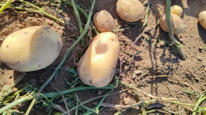 内蒙土豆V7土豆产地一手货源，规格齐全，价格可谈