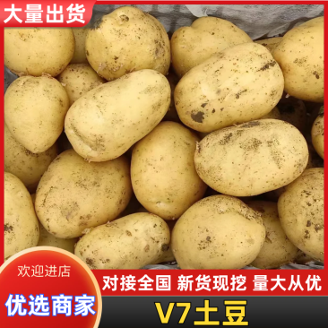 内蒙土豆V7土豆产地一手货源，规格齐全，价格可谈