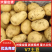 内蒙土豆V7土豆产地一手货源，规格齐全，价格可谈