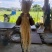 鲜白茅根白茅根无硫新货茅根白茅根白茅草无硫通段专注品质