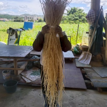 白茅根白茅根干水洗优质白茅根地道中药材白茅根