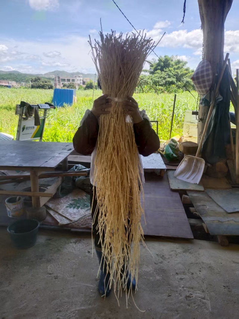 白茅根白茅根干水洗优质白茅根地道中药材白茅根